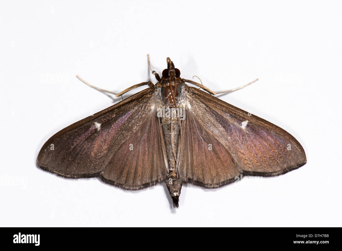 Box Tree Moth Cydalima perspectalis adult male brown variety Studio