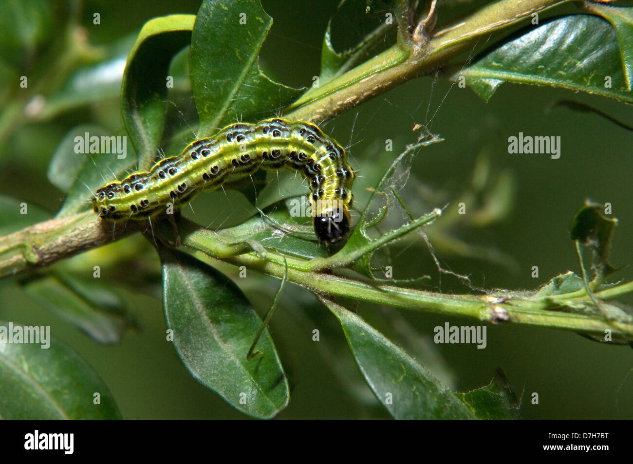 Box Tree Moth (Cydalima perspectalis). Caterpillar eating Boxwood Stock