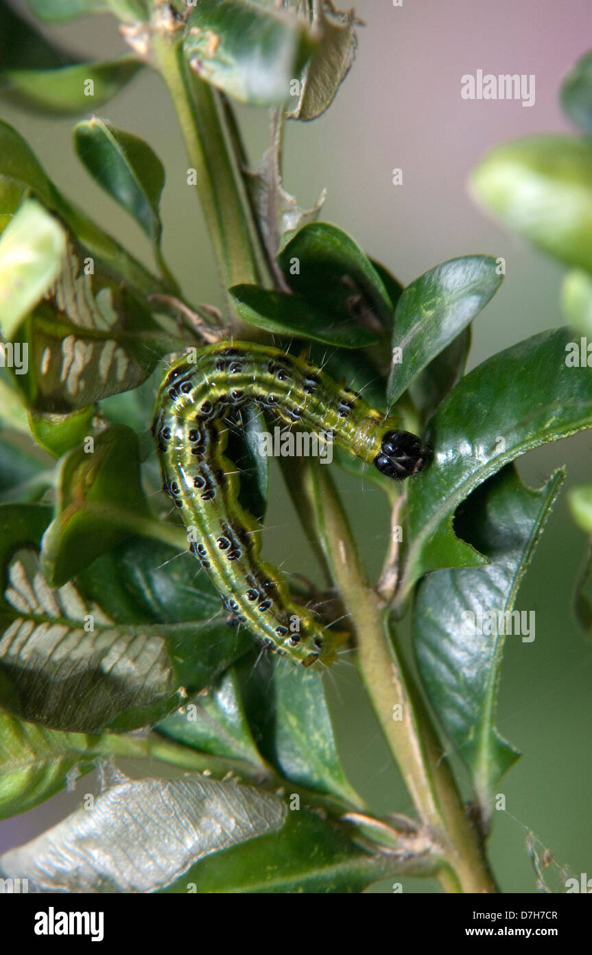 Box Tree Moth (Cydalima perspectalis). Caterpillar eating Boxwood