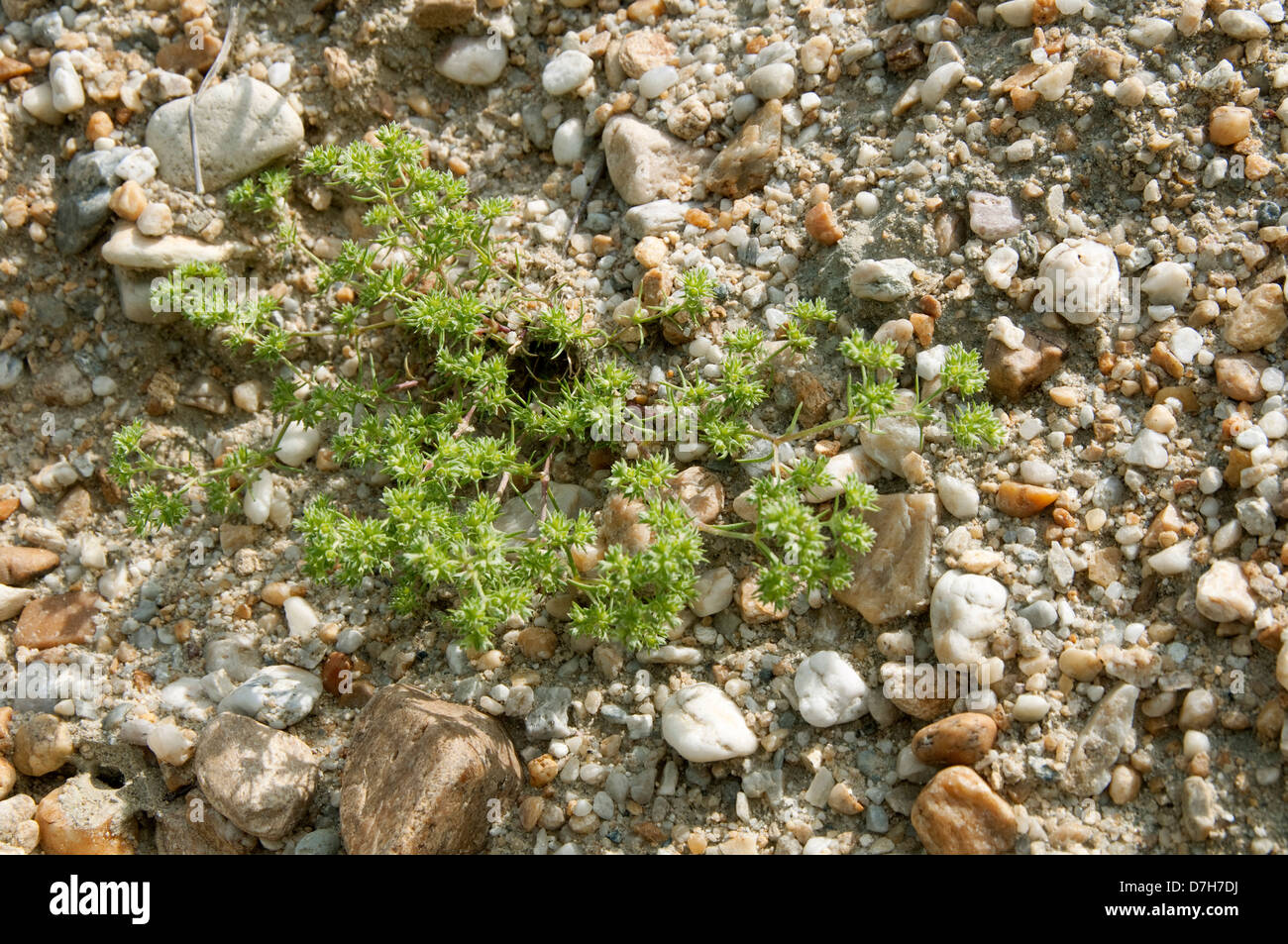 German Knotweed (Scleranthus annuus), plant Stock Photo