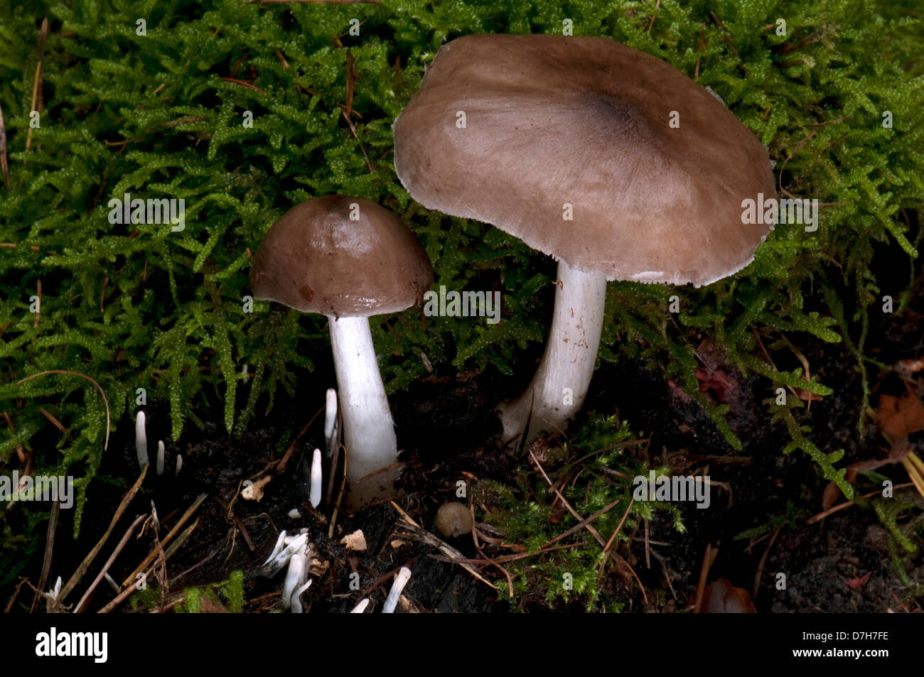 Knackers Crumpet (Pluteus salicinus), a hallucinogeric mushroom Stock Photo