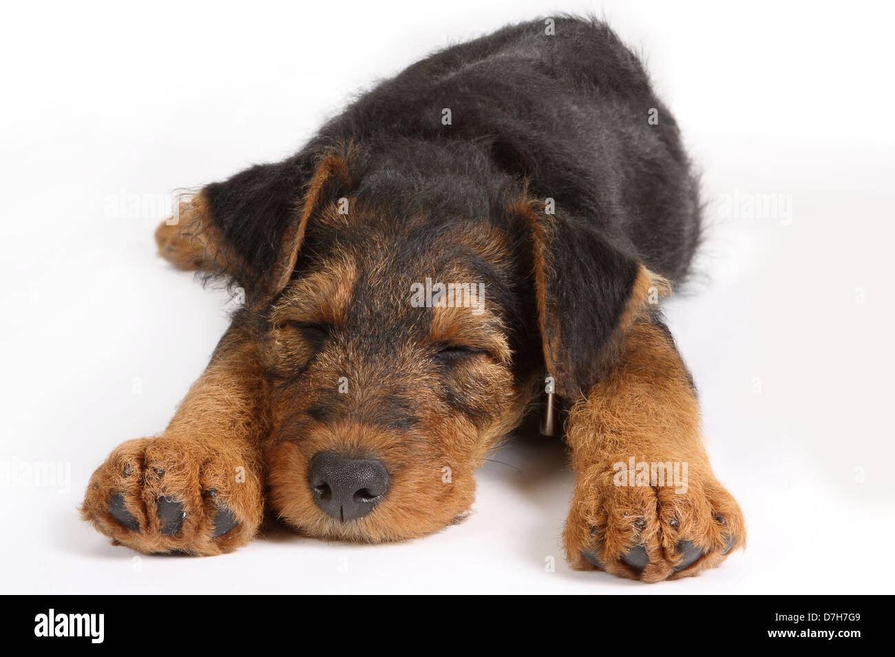 How Much Do 8 Week Puppies Sleep