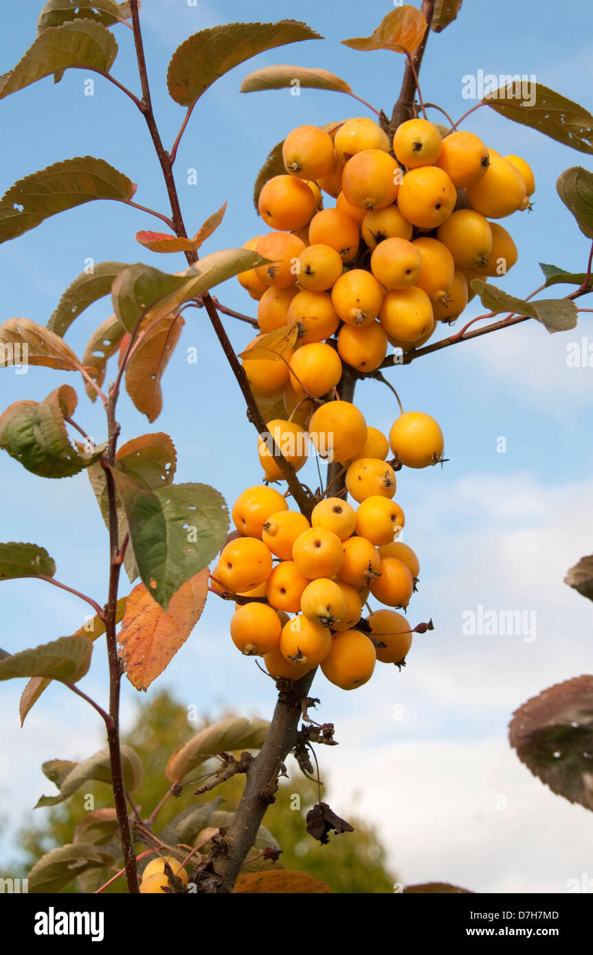 Crab Apple (Malus Golden twigs with apples on a tree Stock