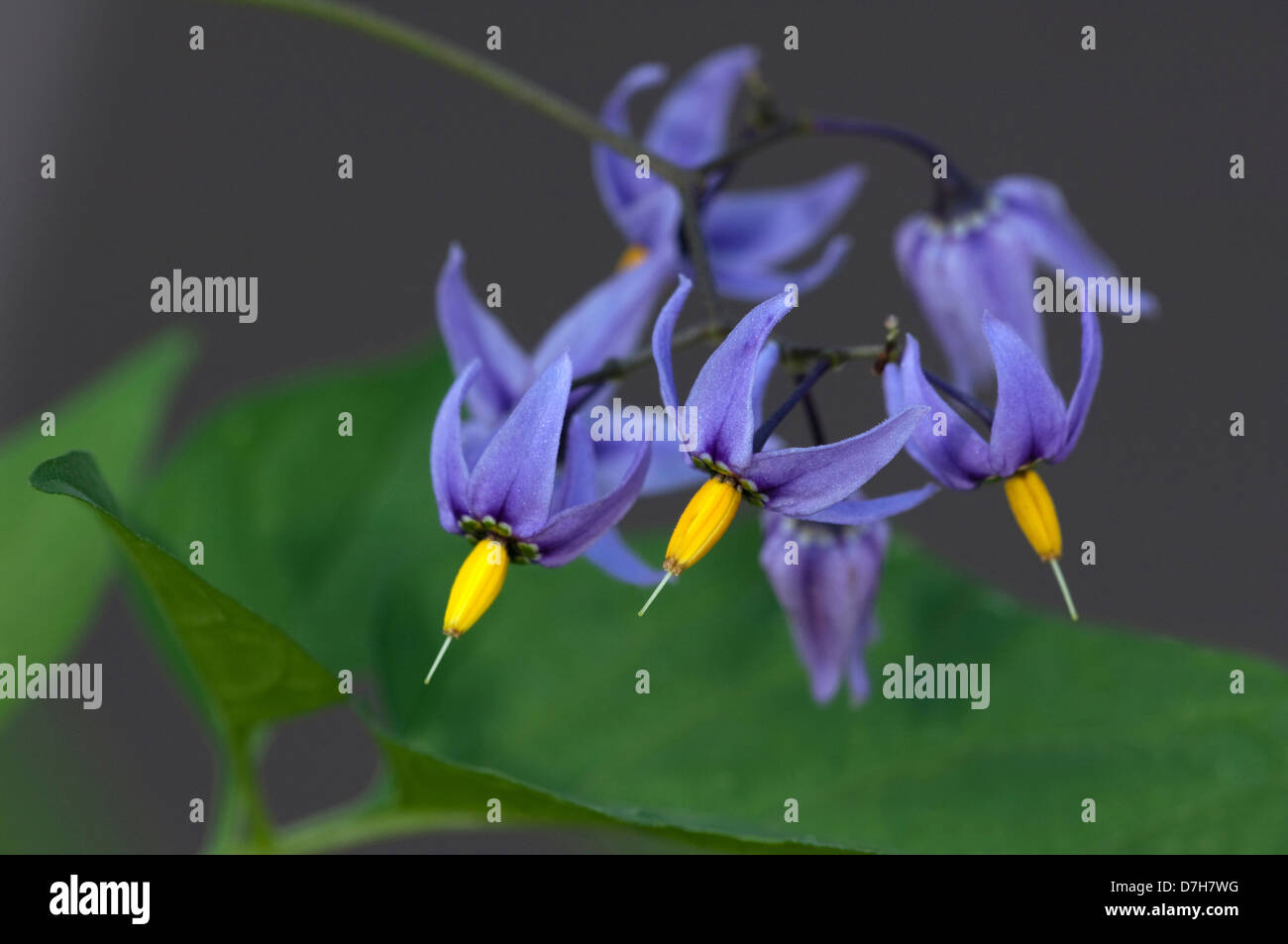 Bittersweet Nightshade, Deadly Nightshade (Solanum dulcamara), stalk
