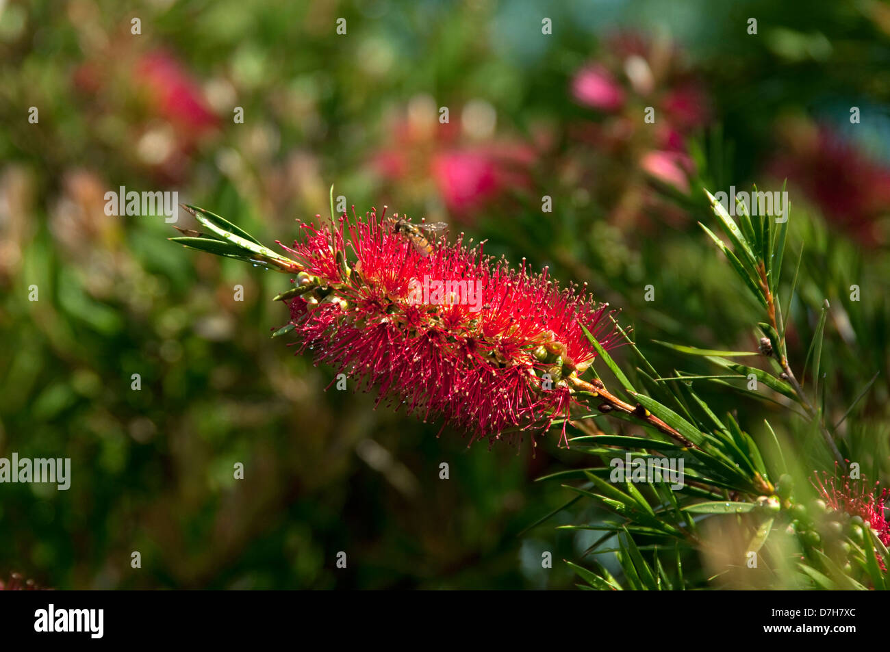 Crimson Bottlebrush ((Callistemon citrinus)), flowering twig Stock Photo