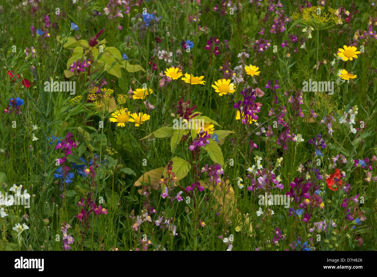 Colourful flower meadow in hi-res stock photography and images - Alamy