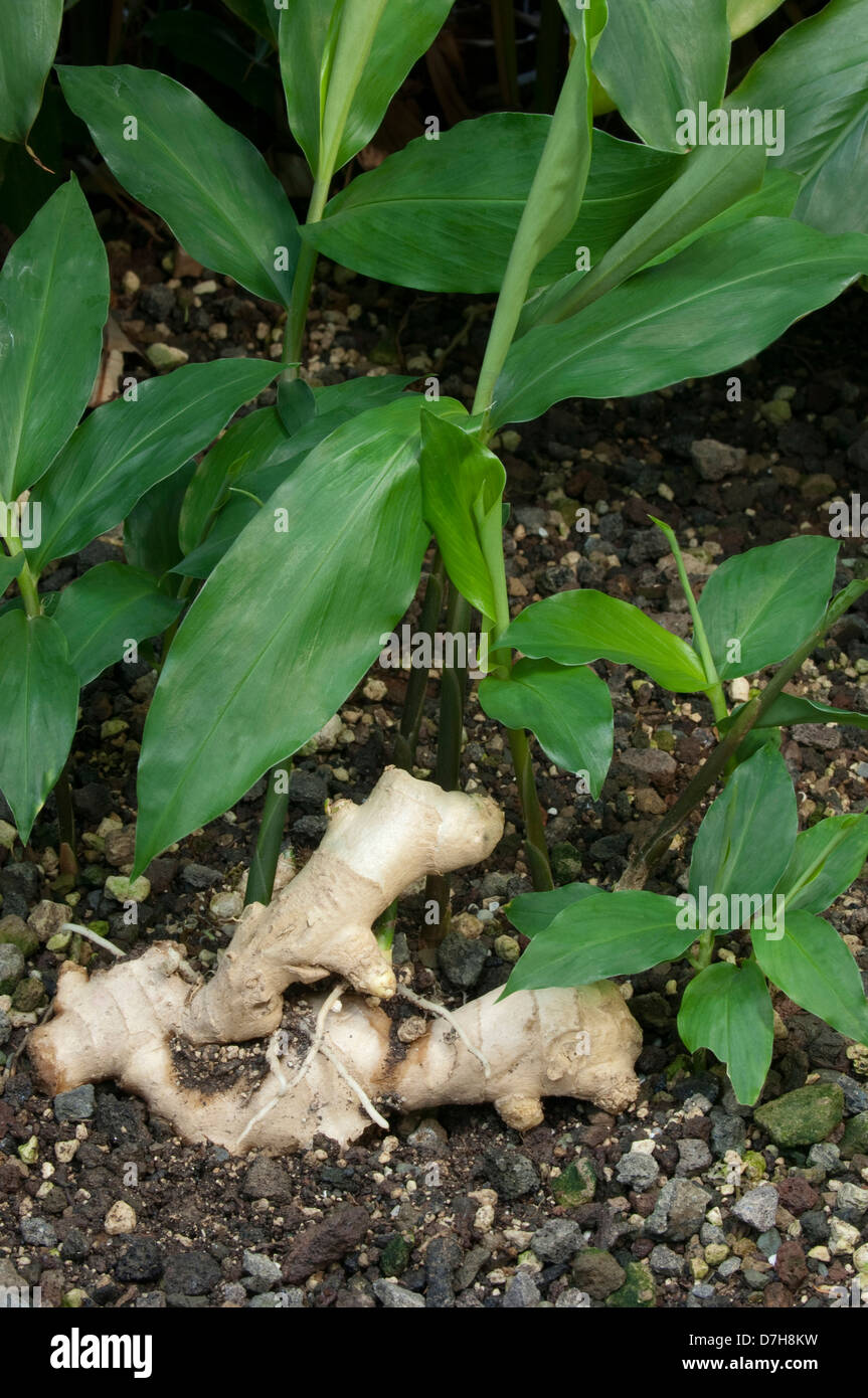 Ginger (Zingiber officinale), rhizome on coarse soil Stock Photo Alamy