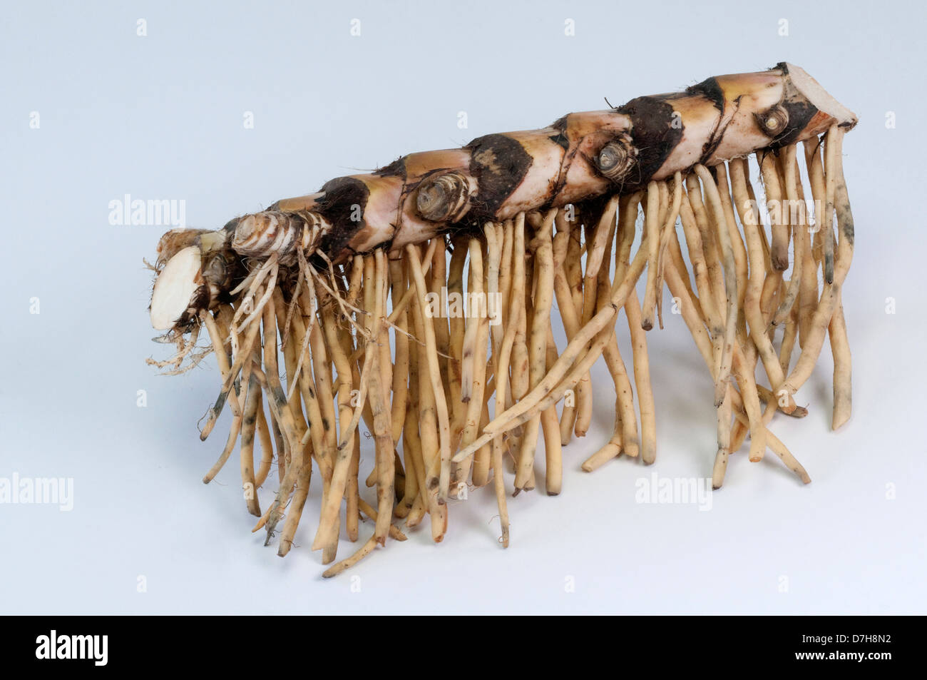 Calamus Flag Root Sweet Myrtle Acorus calamus Part of rhizome with absorbing roots Studio picture against white background Stock Photo
