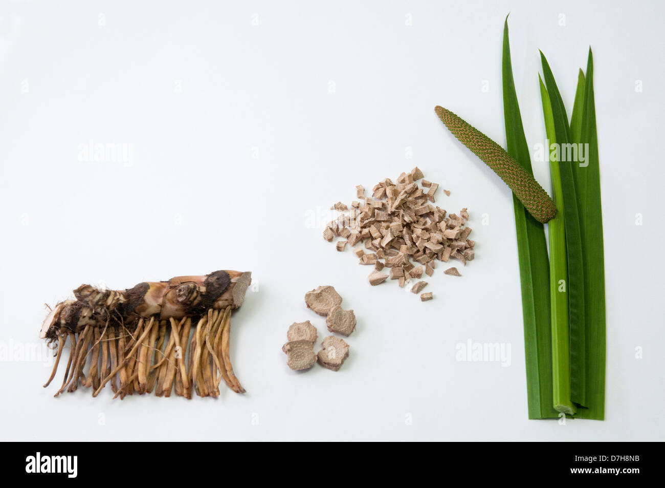 Calamus Flag Root Sweet Myrtle Acorus calamus Part of rhizome with