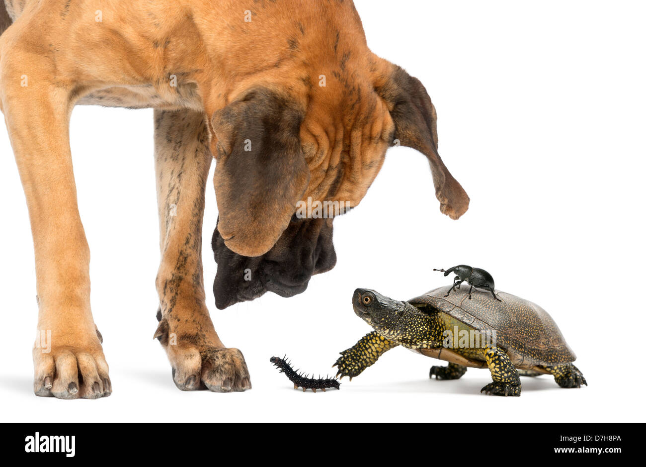 Great Dane looking at a turtle and insects against white background Stock Photo