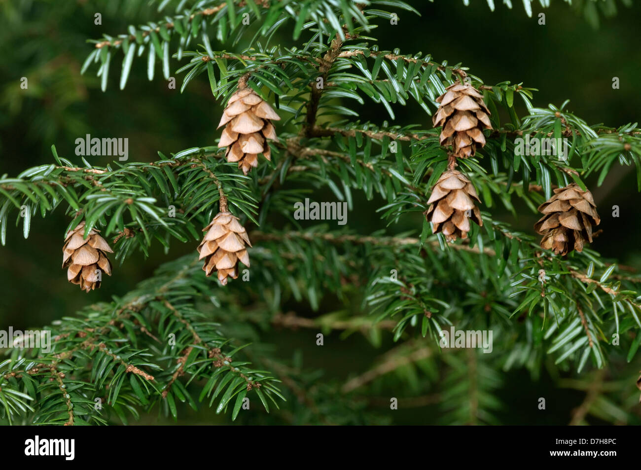 Eastern Hemlock (Tsuga canadensis), twig with cones Stock Photo