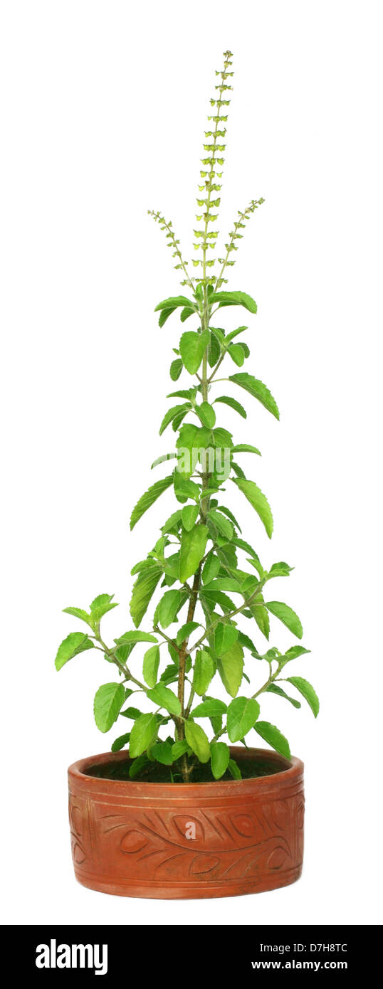 Medicinal holy basil or tulsi plant Stock Photo Alamy