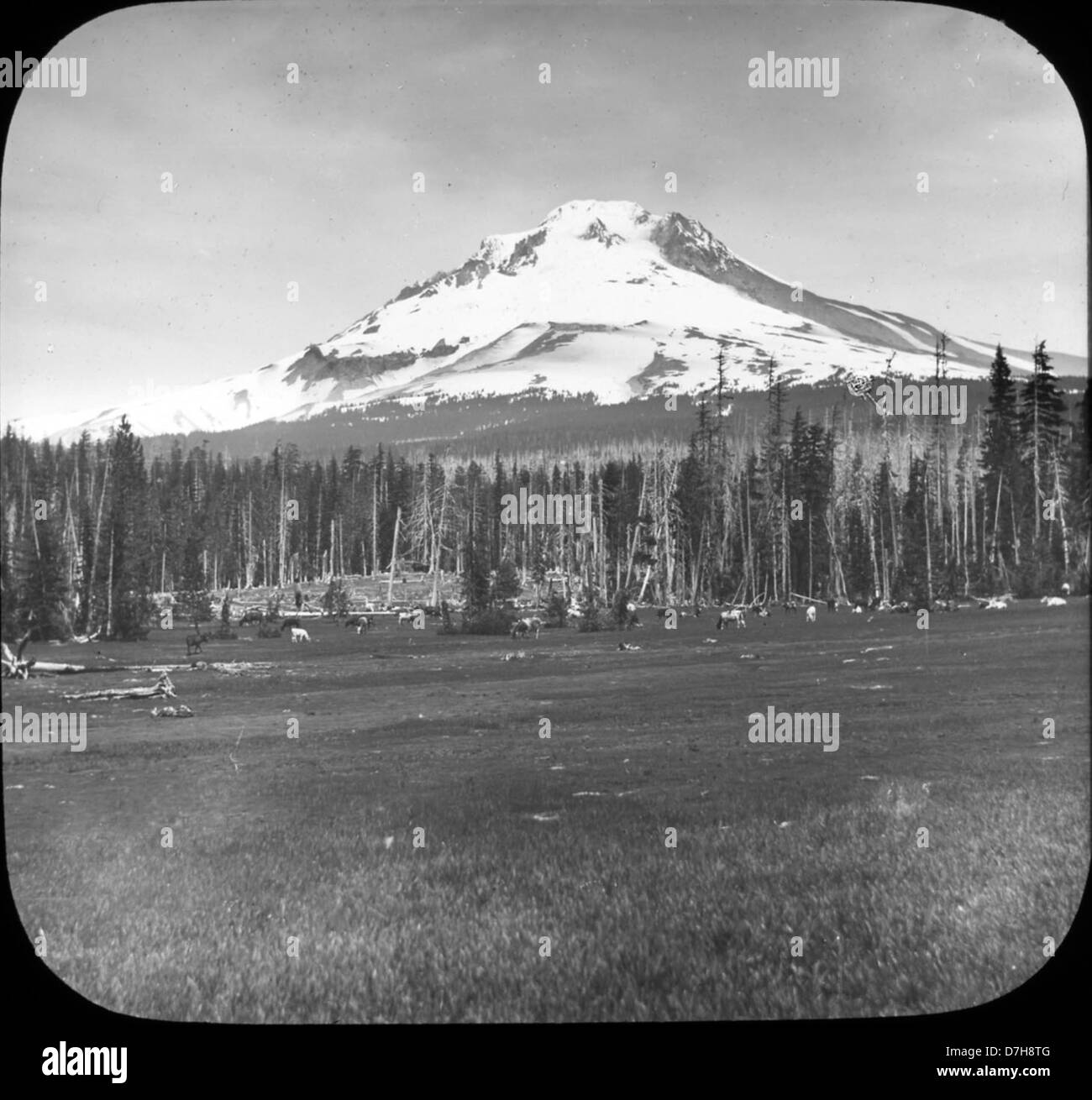 Mount Hood from Government Camp Stock Photo Alamy
