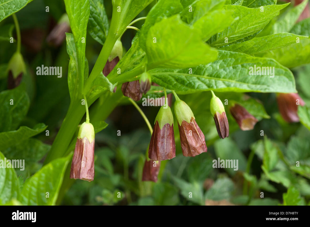Henbane Bell (Scopolia carniolica), flowering plant Stock Photo