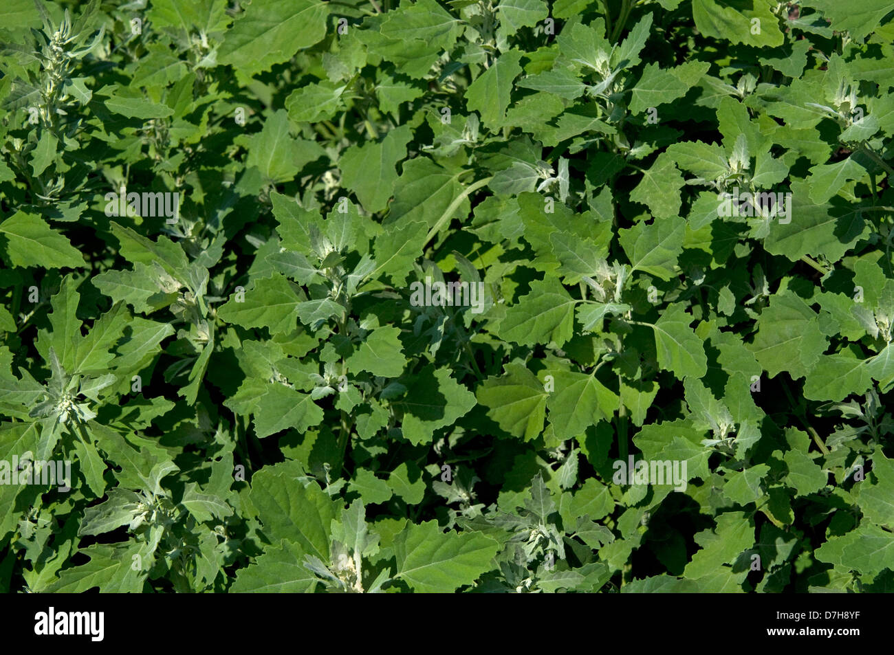 Common Orache (Atriplex patula), many plants Stock Photo