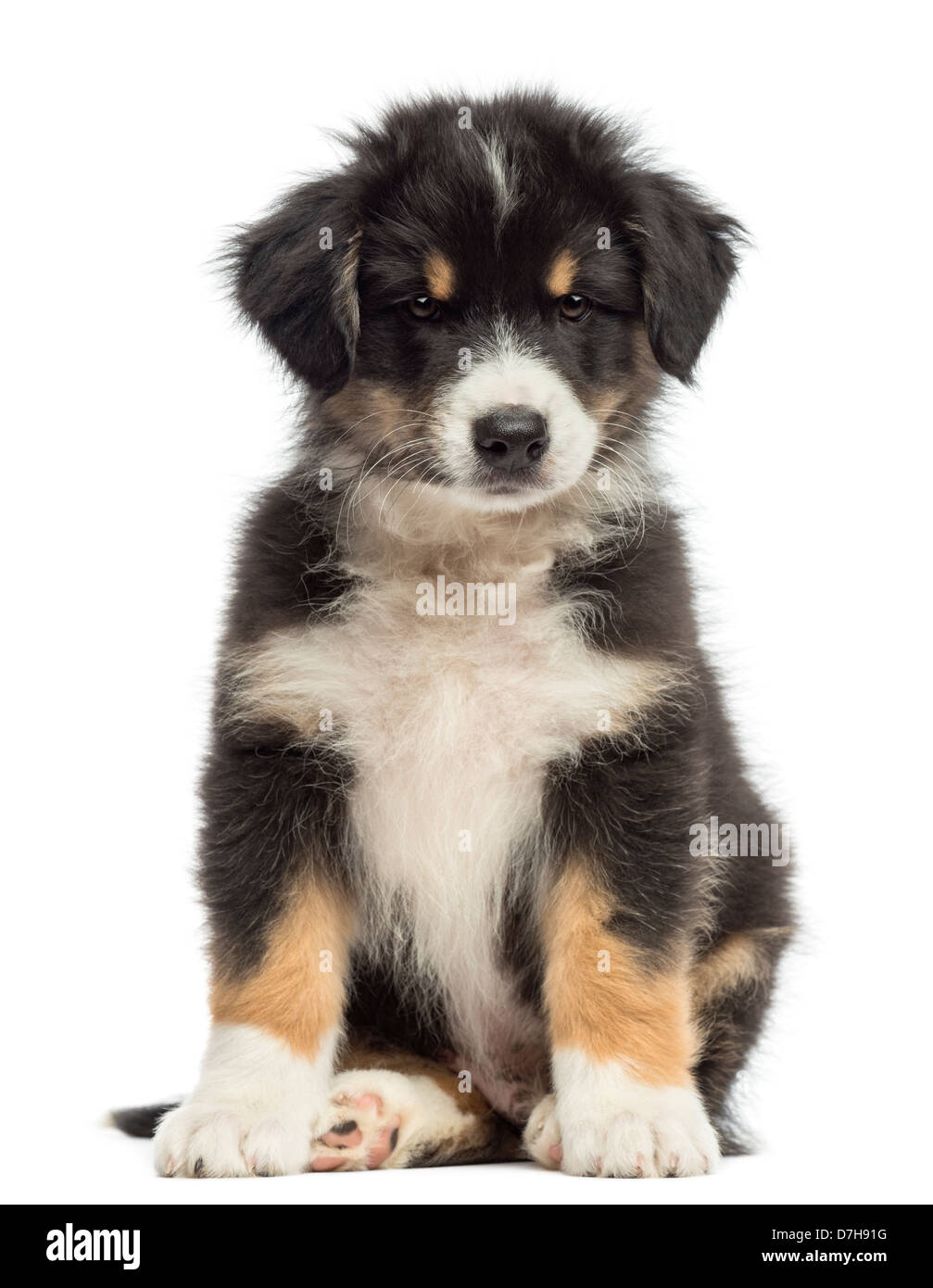 Australian Shepherd puppy, 2 months old, sitting against white background  Stock Photo - Alamy, image size:1007x1390
