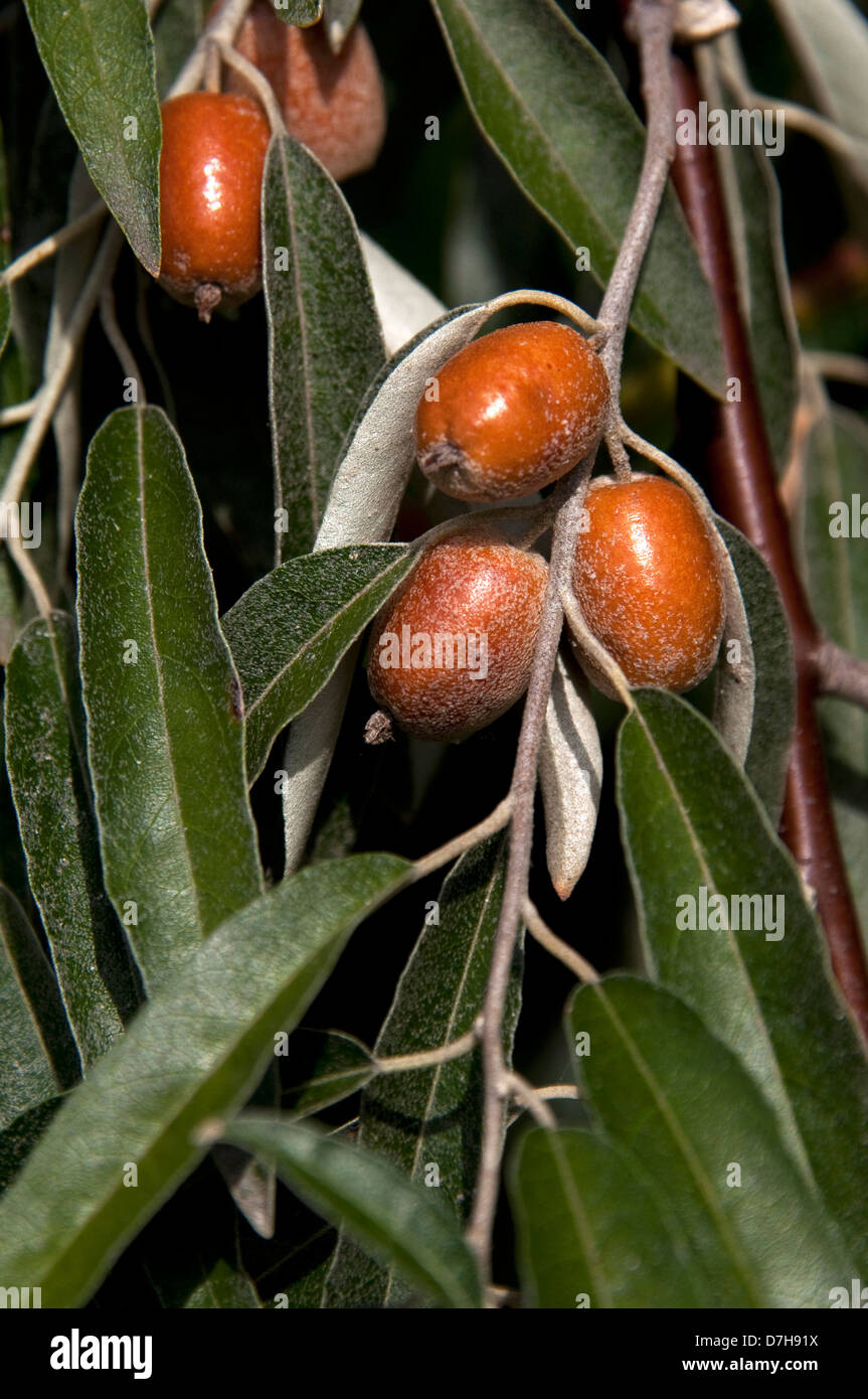 Silver Berry, Wild Olive (Elaeagnus angustifolia), twigs with fruit Stock Photo Alamy