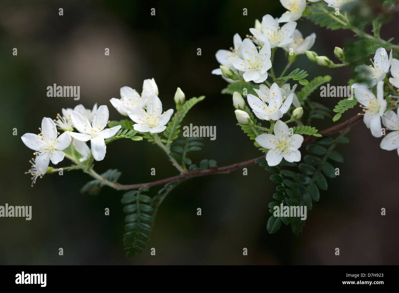 Osteomeles schwerinae, flowering twig Stock Photo Alamy