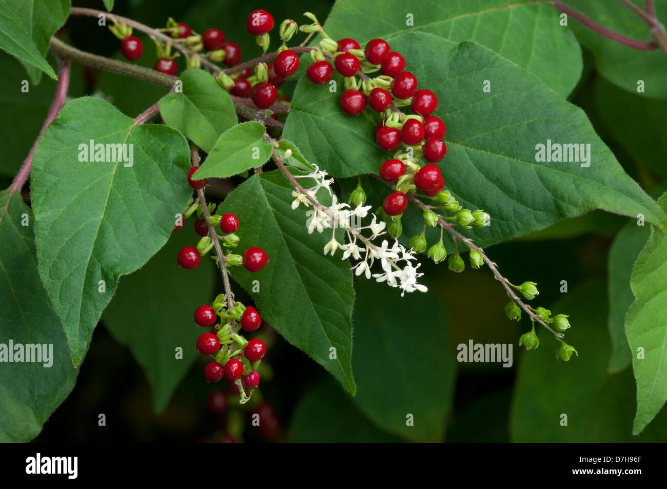 Pigeonberry (Rivina humilis), twig with flowers, ripe and unripe fruit Stock Photo