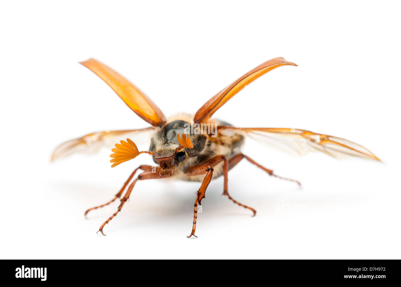 Male Cockchafer, Melolontha melolontha, known as May bug, Mitchamador, Billy witch or Spang beetle, against white background Stock Photo