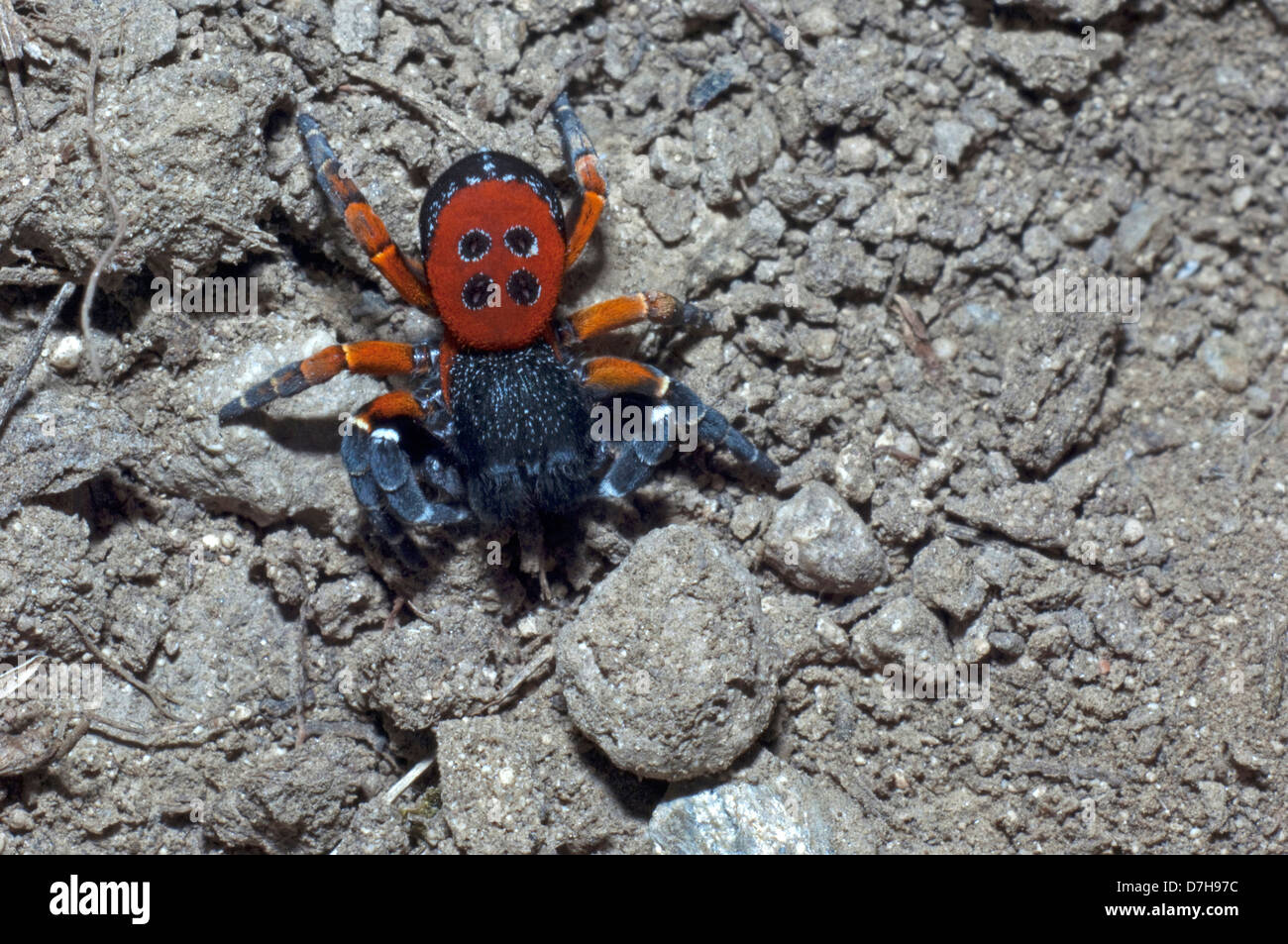 Ladybird Spider (Eresus niger), male on soil Stock Photo