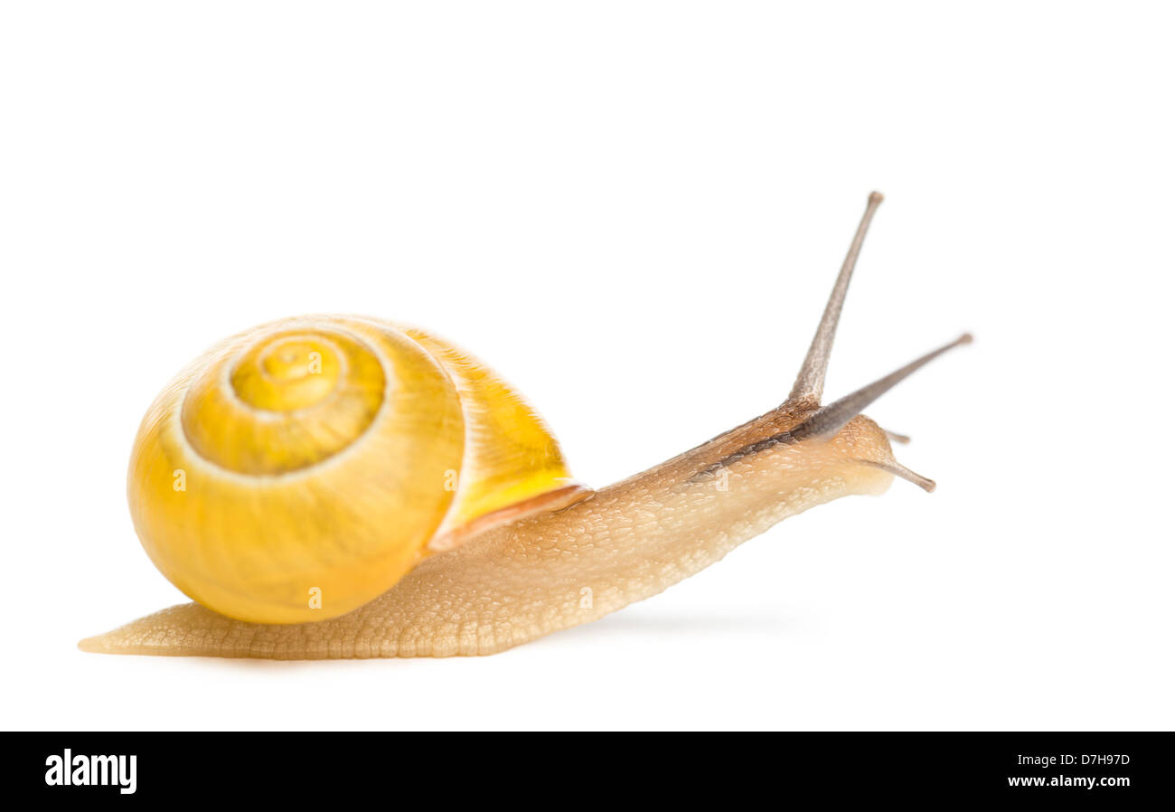Grove snail or brown-lipped snail without dark bandings, Cepaea nemoralis, in front of a white background Stock Photo