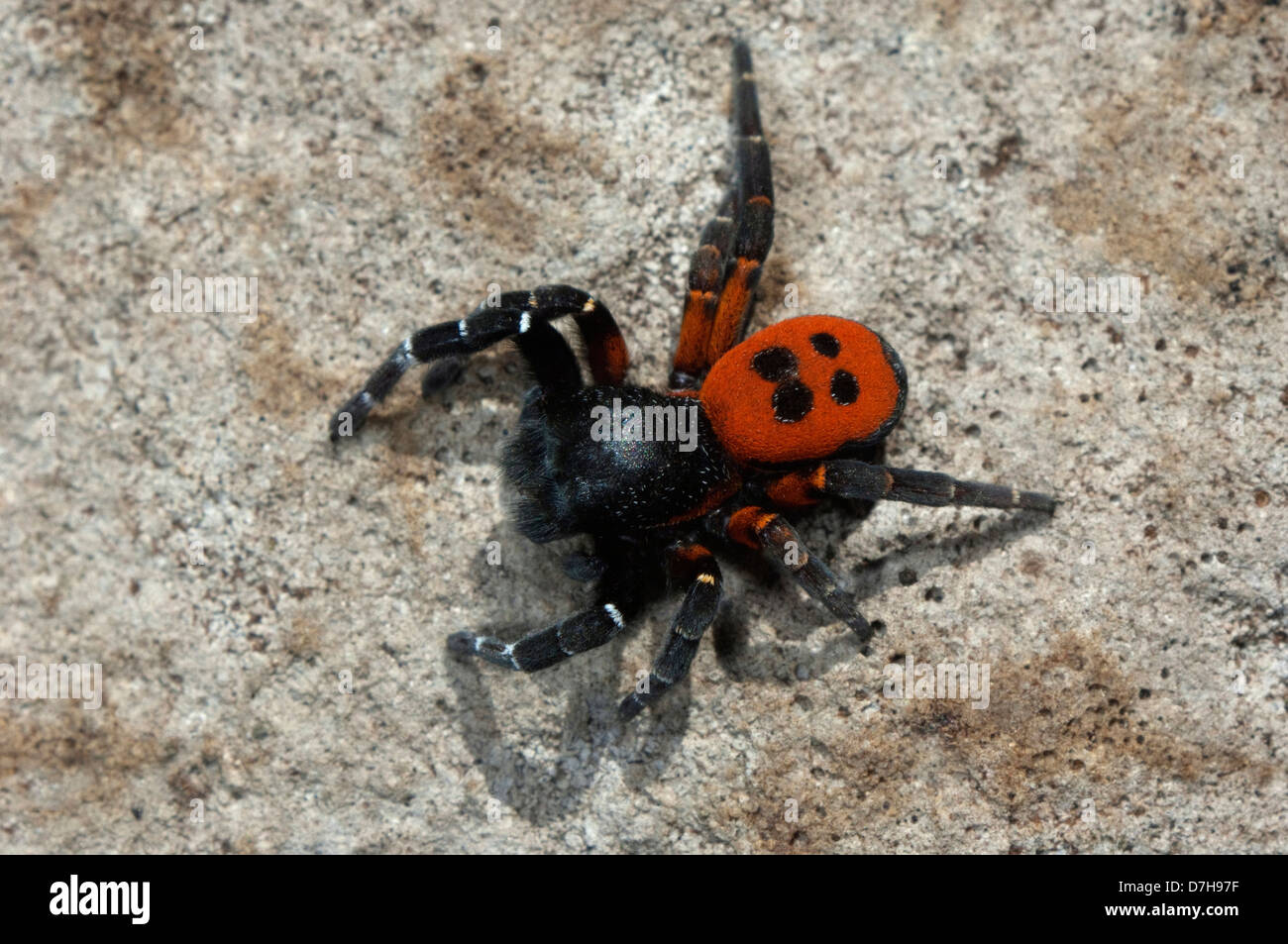 Ladybird Spider (Eresus niger), male on a rock Stock Photo