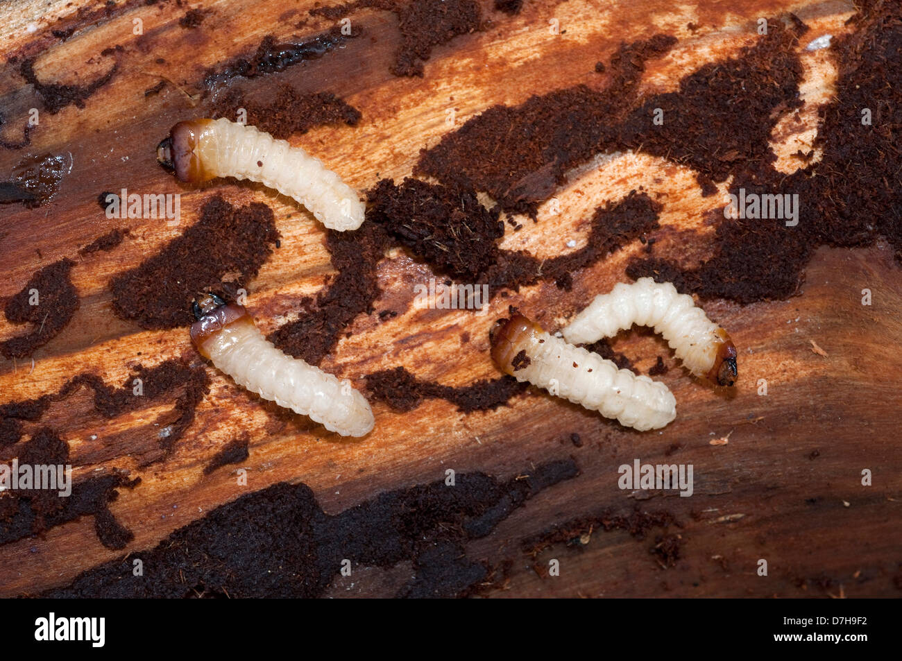 Ribbed Pine Borer (Rhagium inquisitor). Larvae under the bark of a dead pine Stock Photo