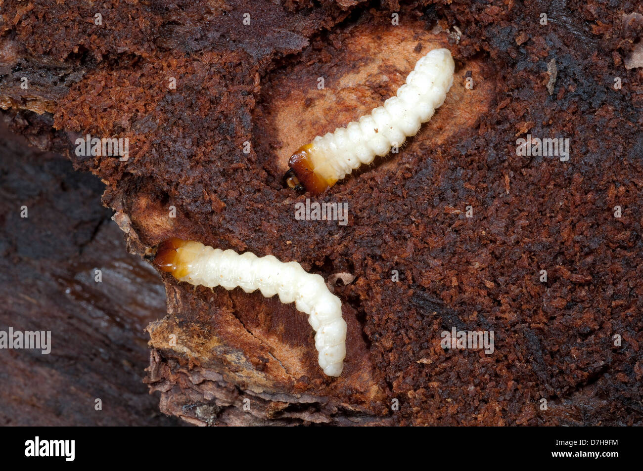 Ribbed Pine Borer (Rhagium inquisitor). Larvae under the bark of a dead pine Stock Photo