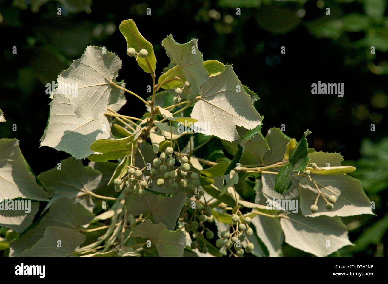 Silver Lime, Silver Linden (Tilia tomentosa). Twigs with fruit, underside of leaves clearly visible Stock Photo