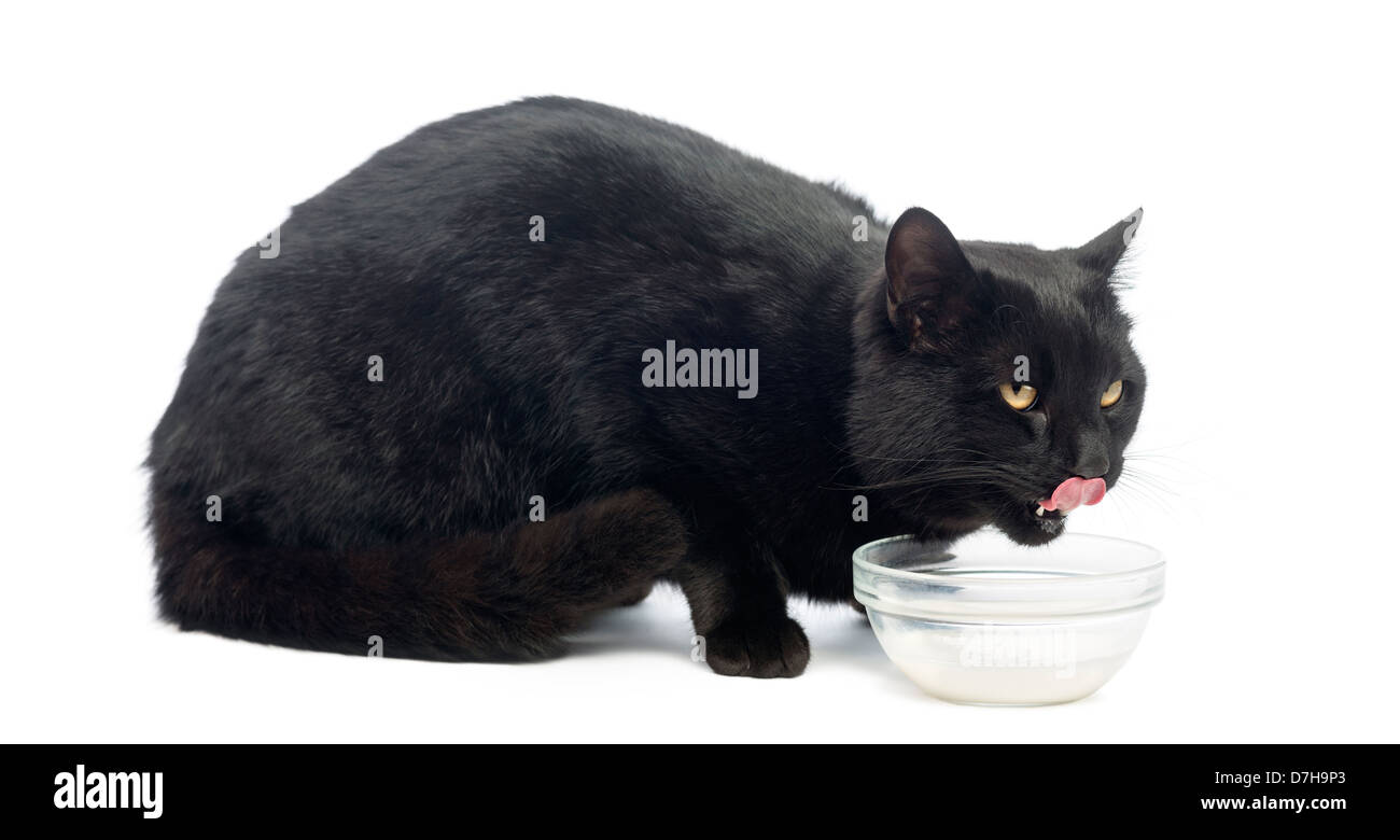 Black cat drinking milk against white background Stock Photo