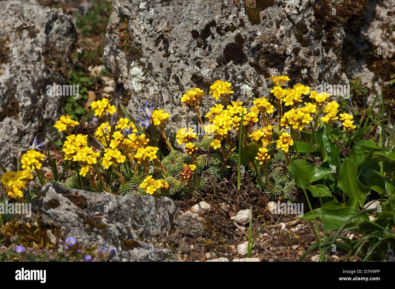 Kabschia Saxifrage (Saxifraga ferdinandi-coburgi), flowering plant Stock Photo