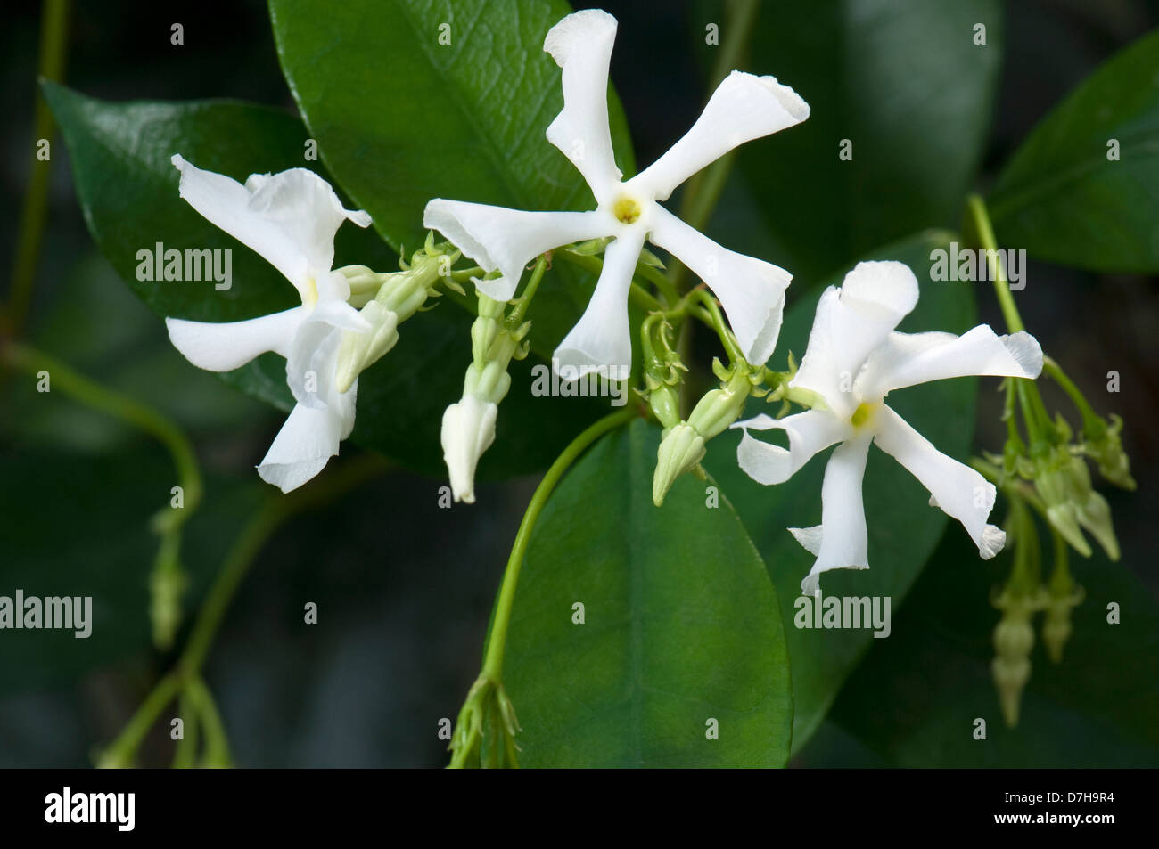 Star Jasmine (Trachelospermum jasminoides), flowers on a plant Stock Photo