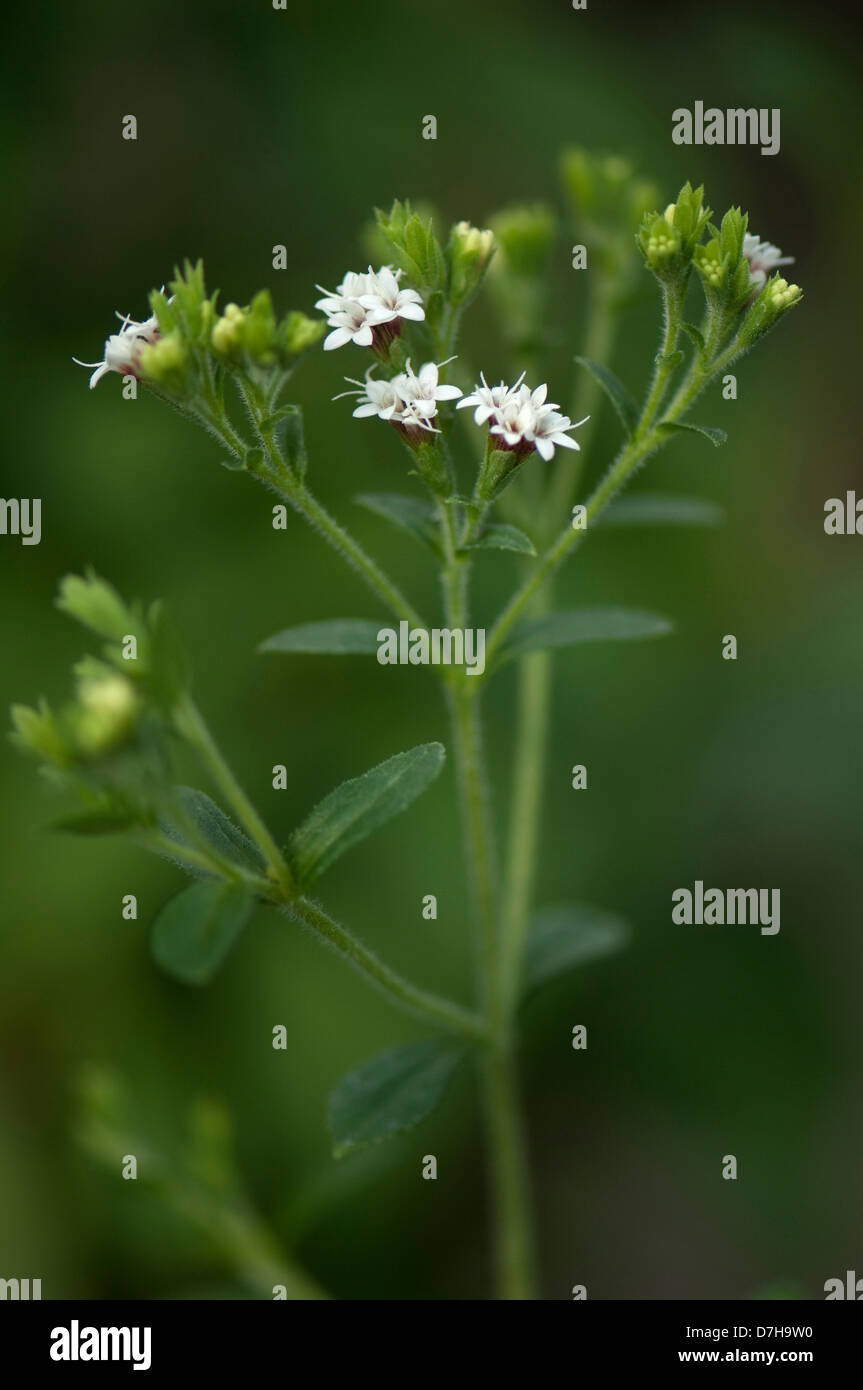 Stevia, Sweet Leaf Of Paraguay (Stevia rebaudiana). Flowering stalk Stock Photo Alamy