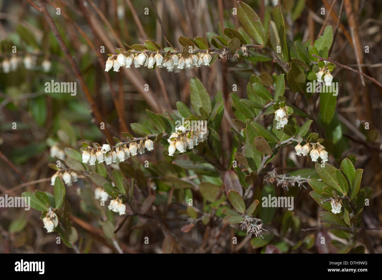 Leatherleaf (Chamaedaphne calyculata), flowering plant Stock Photo