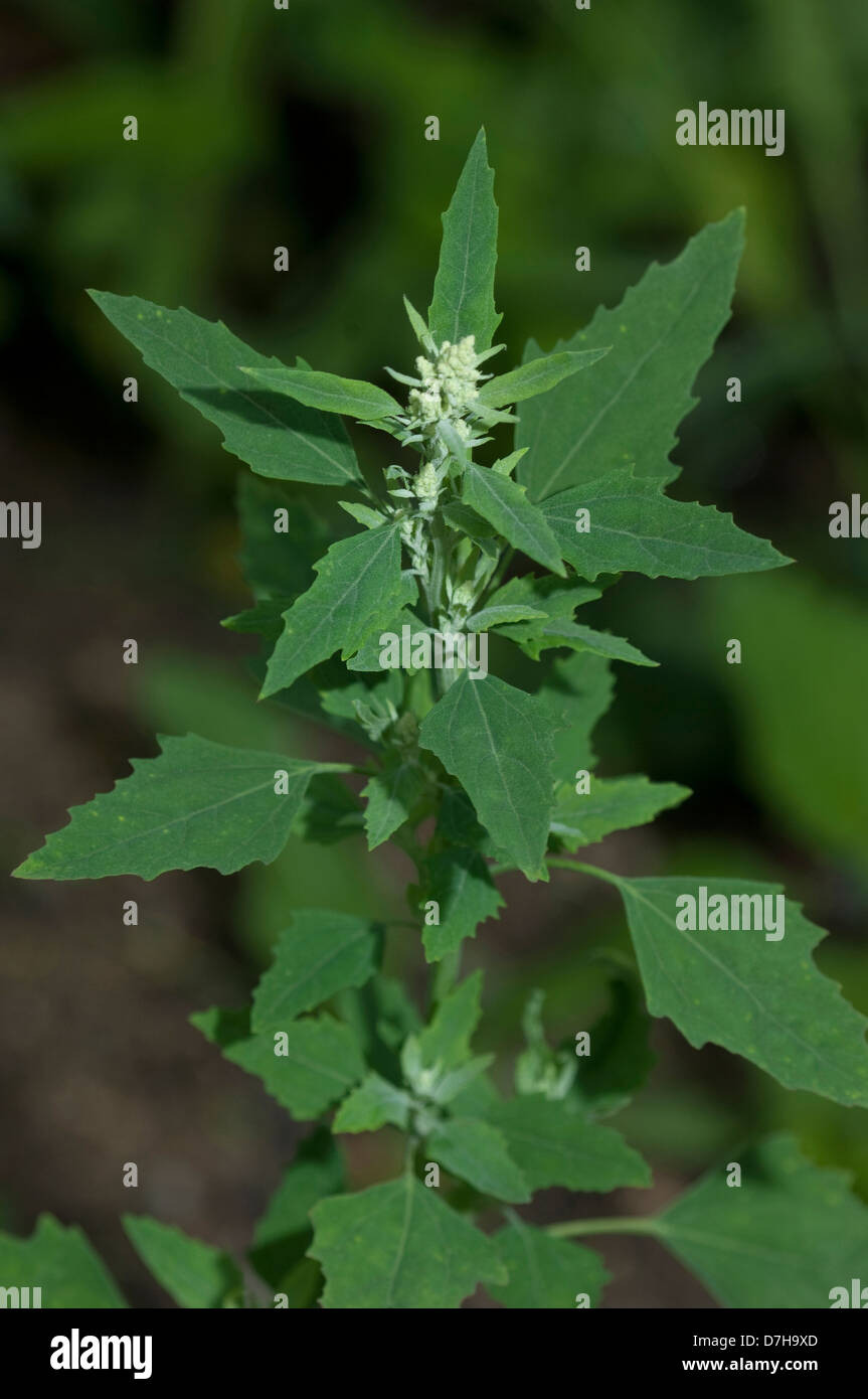Lambs Quarters, Melde, Goosefoot (Chenopodium album), flowering stalk