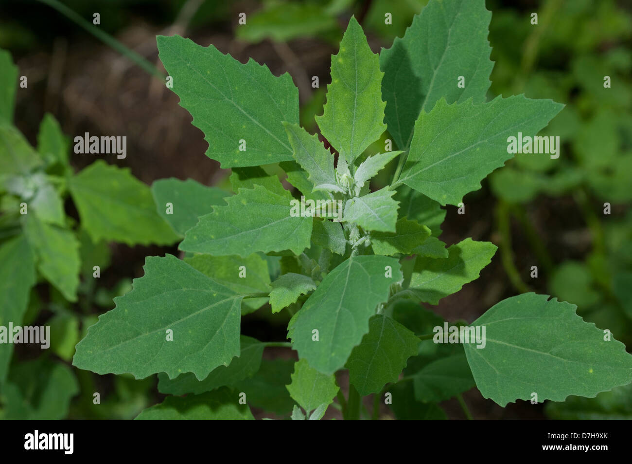 Lambs Quarters, Melde, Goosefoot (Chenopodium album Stock Photo Alamy