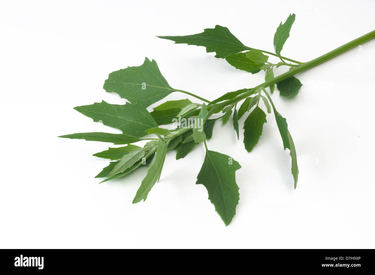 Lambs Quarters Melde Goosefoot Chenopodium album stalk with leaves Studio picture against white background Stock Photo