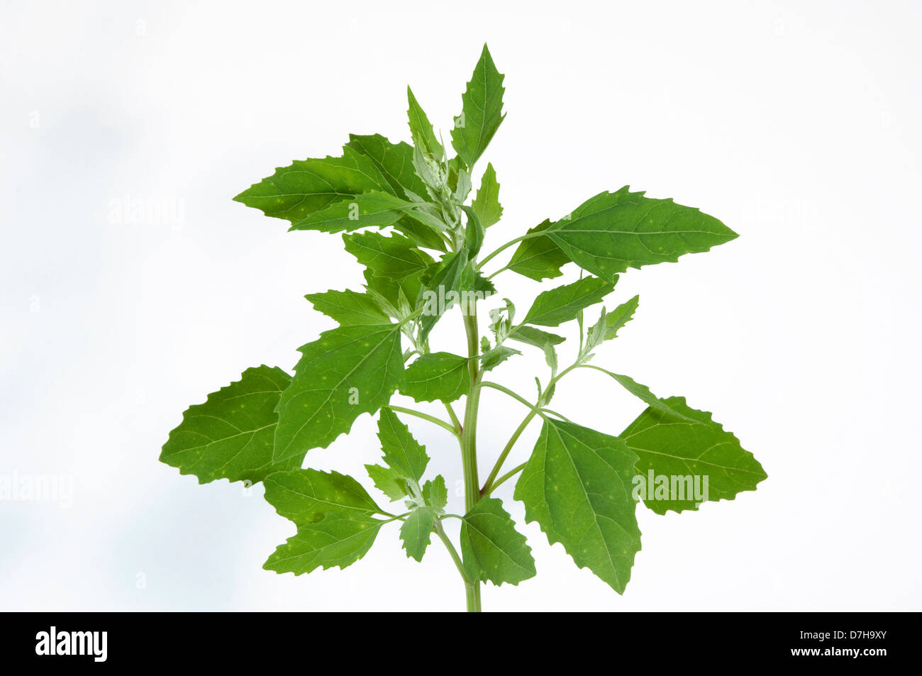 Lambs Quarters Melde Goosefoot Chenopodium album stalk with leaves