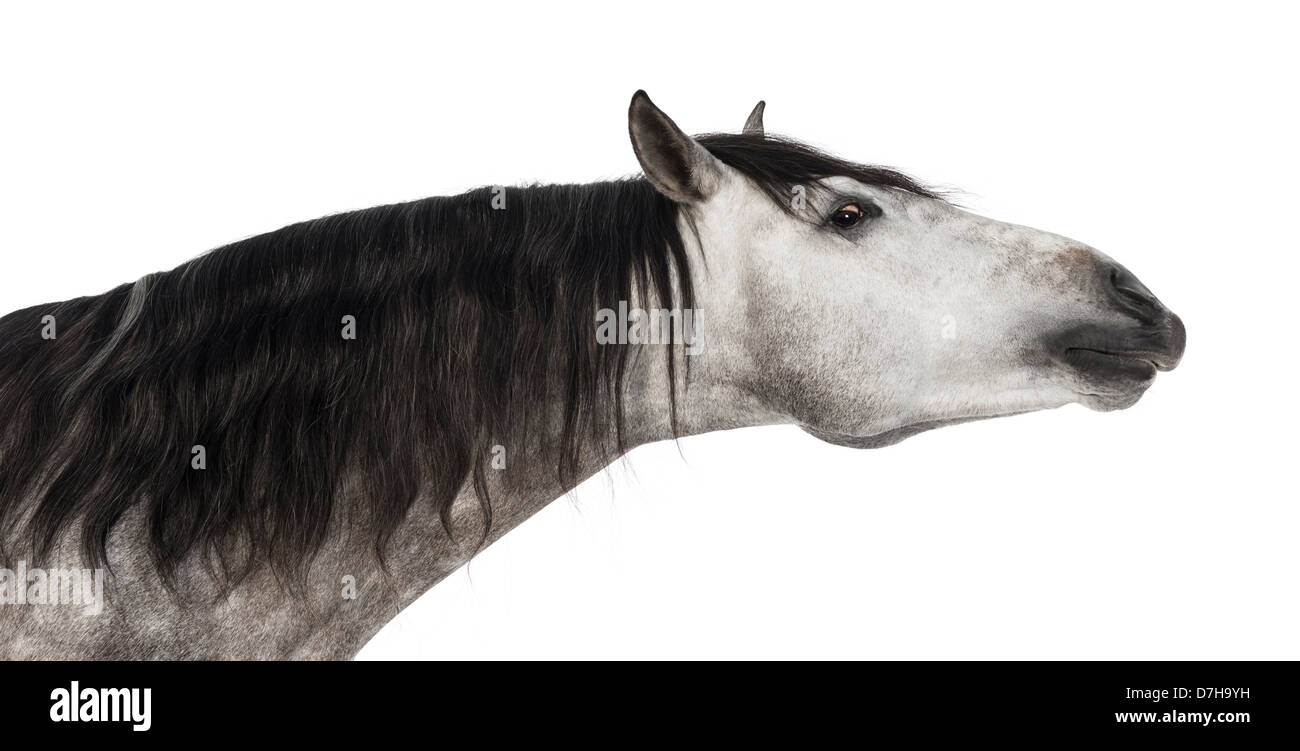 Close-up of Andalusian, 7 years old, also known as the Pure Spanish Horse or PRE stretching against white background Stock Photo