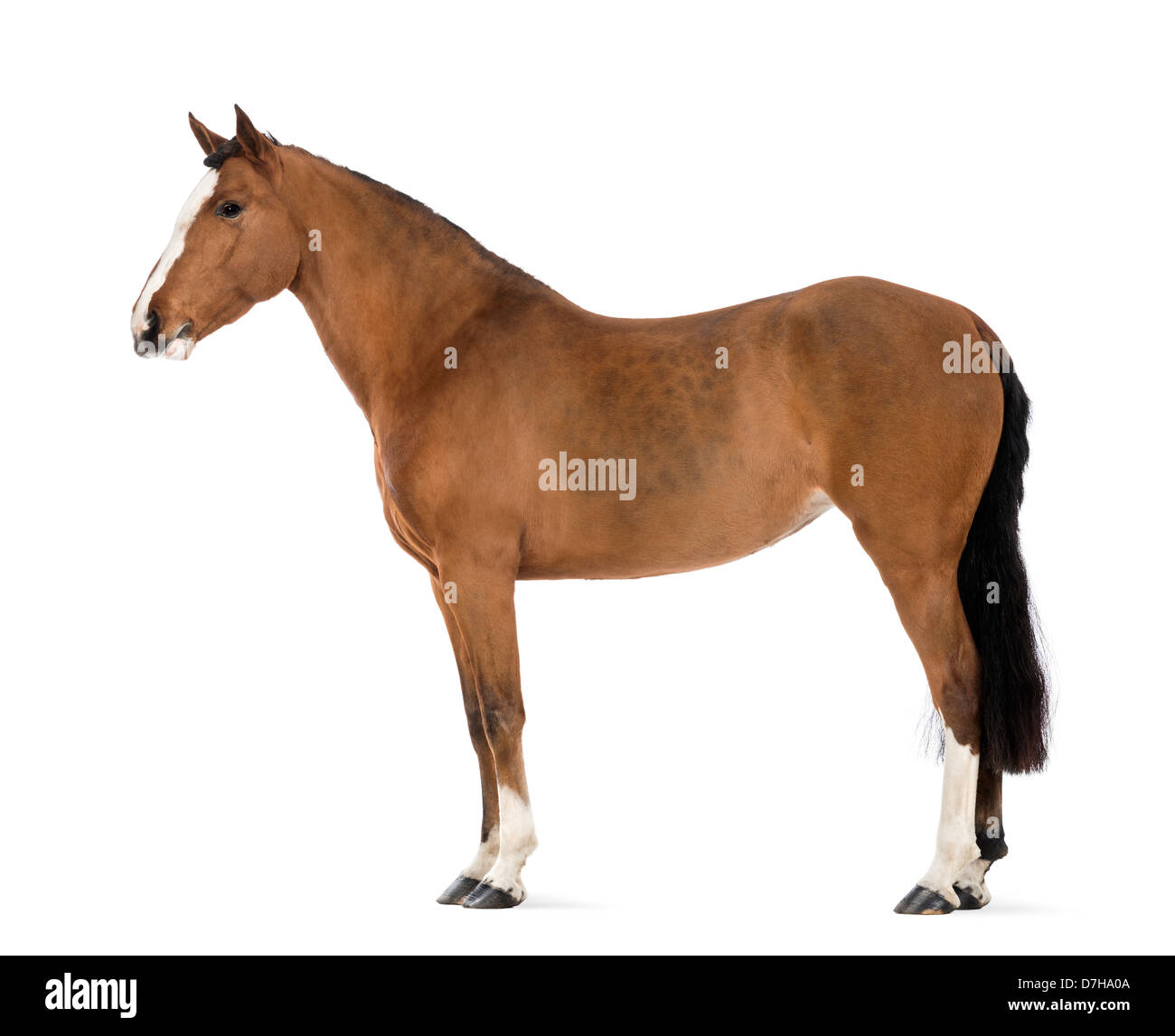 Side view of a Female Andalusian, 3 years old, also known as the Pure  Spanish Horse or PRE, against white background Stock Photo - Alamy