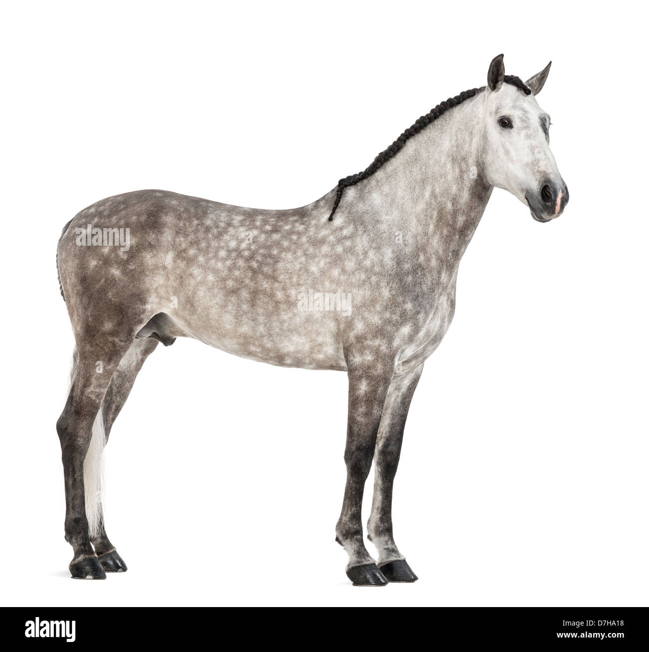 Andalusian, 7 years old, also known as the Pure Spanish Horse or PRE, portrait against white background Stock Photo
