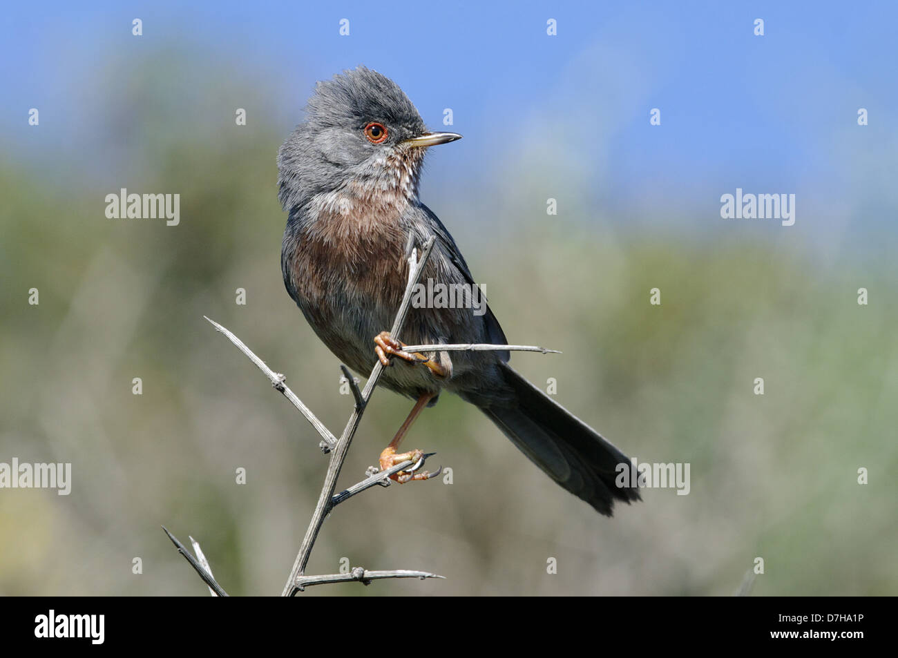 Dartford Warbler (Sylvia undata) on gorse bush, Giglio island, Tuscany, Italy Stock Photo