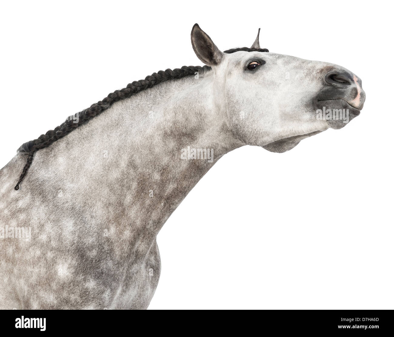 Close-up of Male Andalusian, 7 years old, also known as the Pure Spanish Horse or PRE, stretching against white background Stock Photo