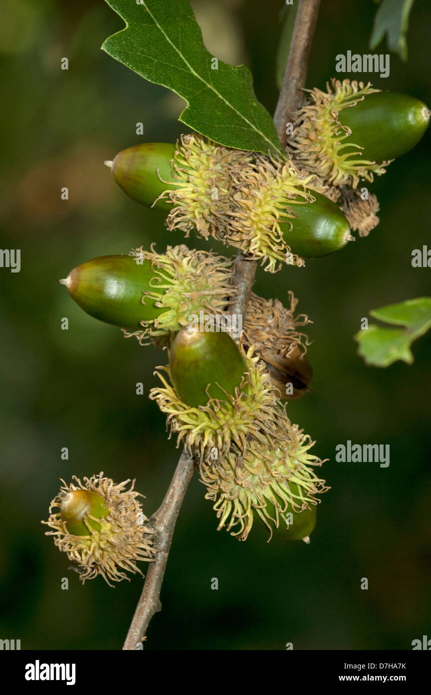 Turkey Oak (Quercus cerris), twig with unripe acorns Stock Photo