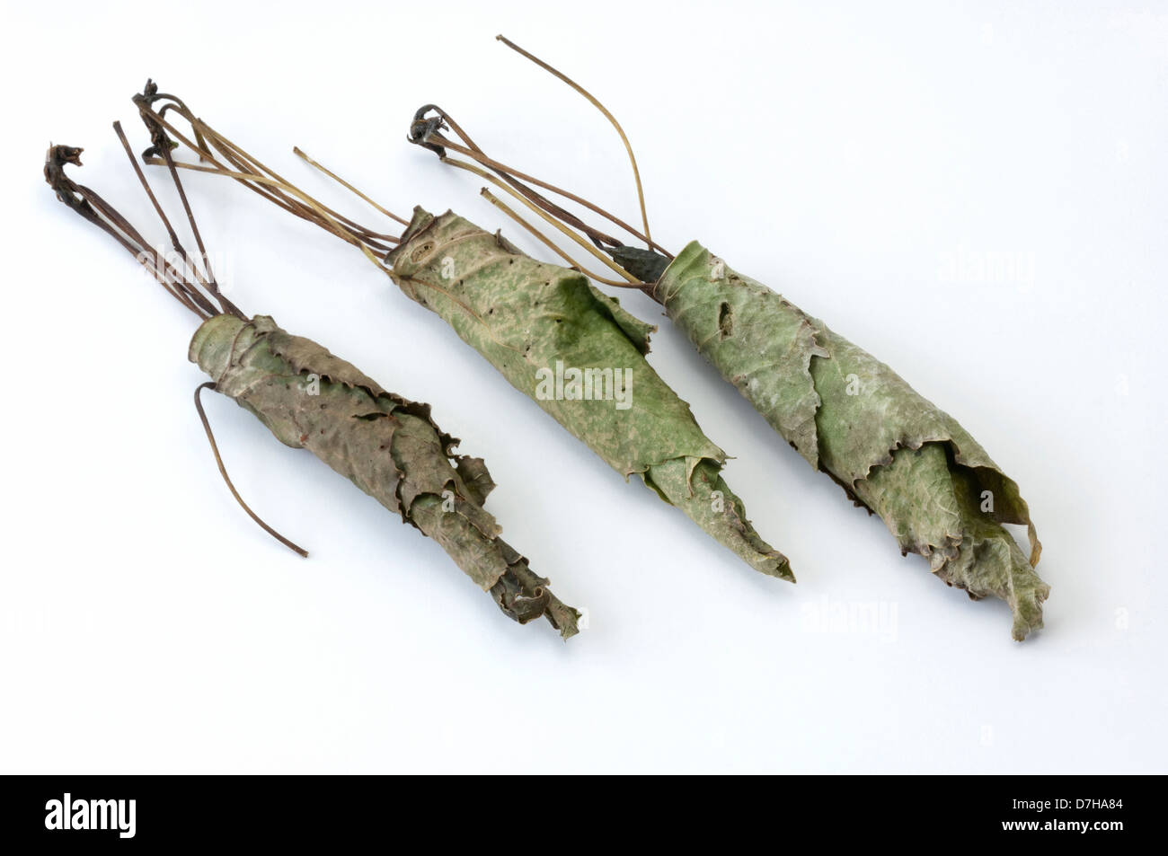 Three leaf cones 'cigars' constructed by Wine Leaf Roller Byctiscus betulae from Ash leaves Studio picture against white backgro Stock Photo