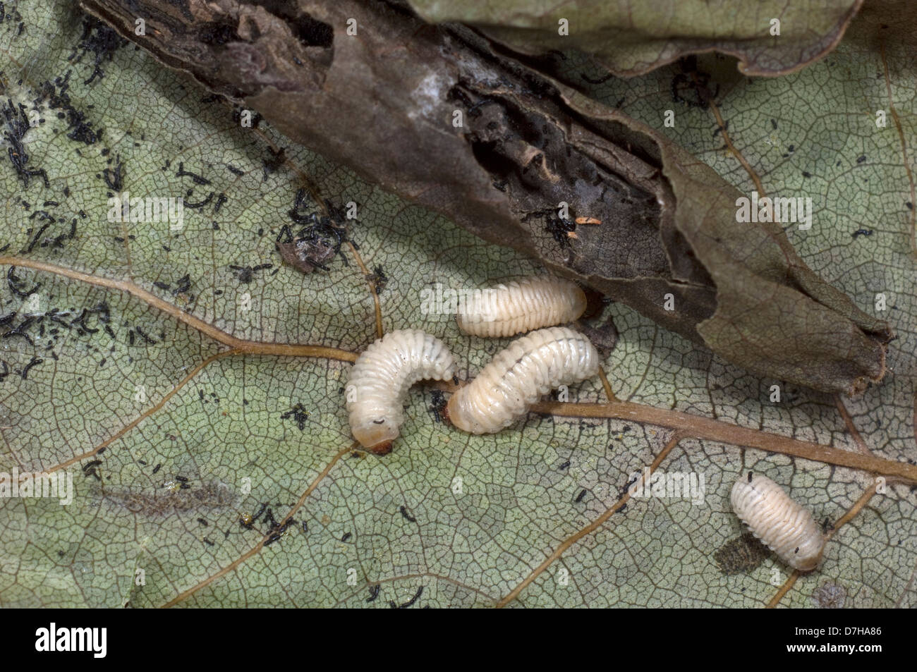Opened leaf cones ('cigars') constructed by Wine Leaf Roller (Byctiscus betulae) with larvae Stock Photo