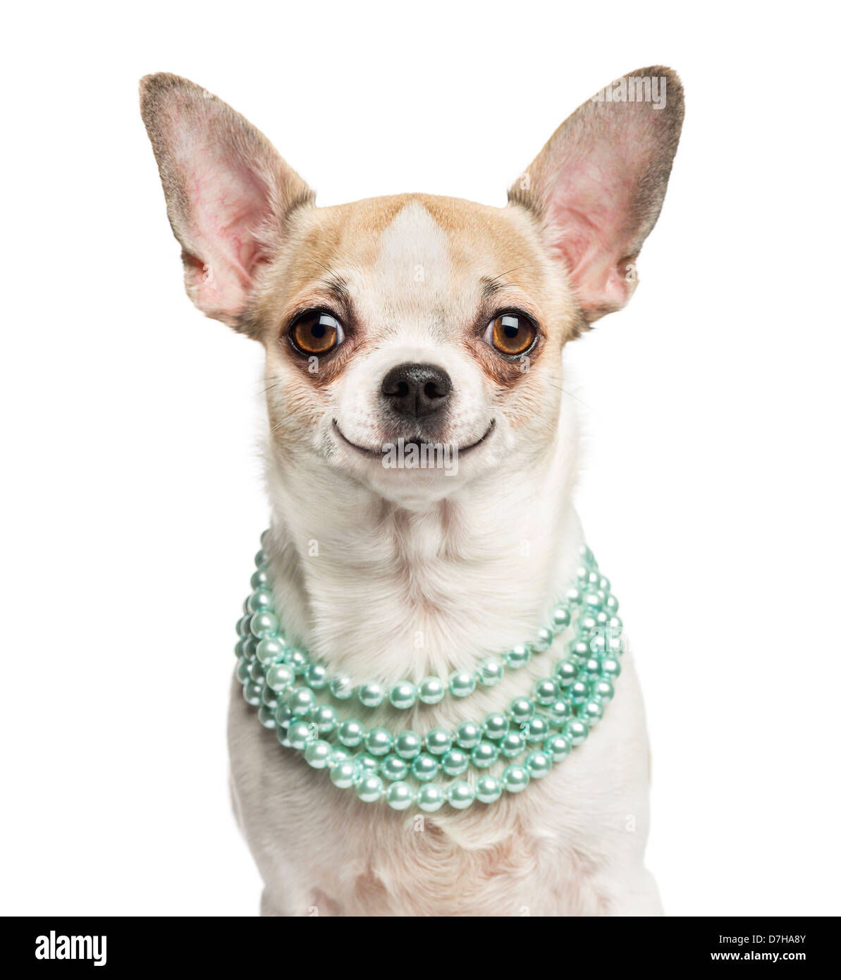 Close-up of a smiling Chihuahua, 2 years old, wearing a pearl necklace against white background Stock Photo