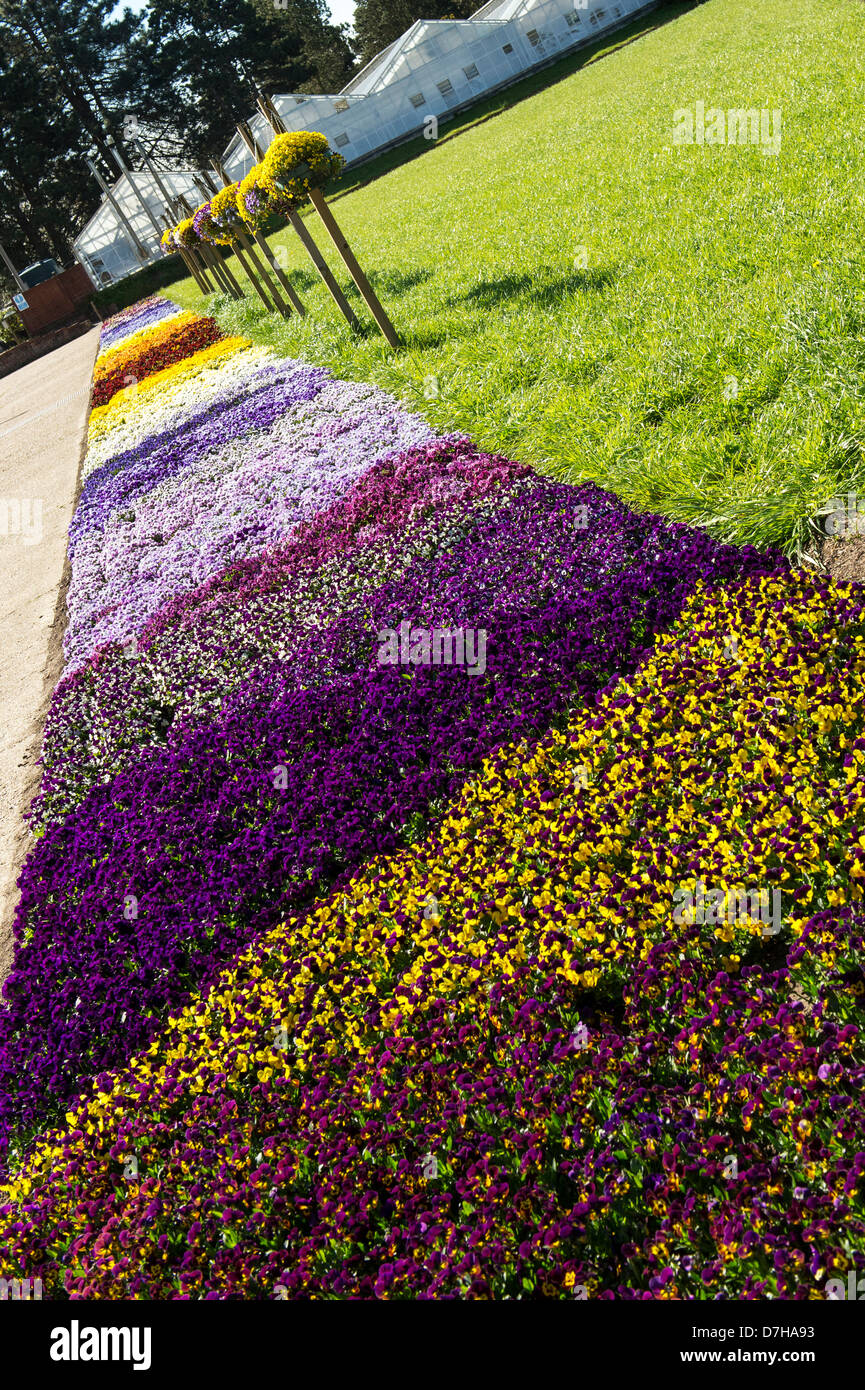 Pansy / Violet flower display at RHS Wisley Gardens, Surrey, England Stock Photo