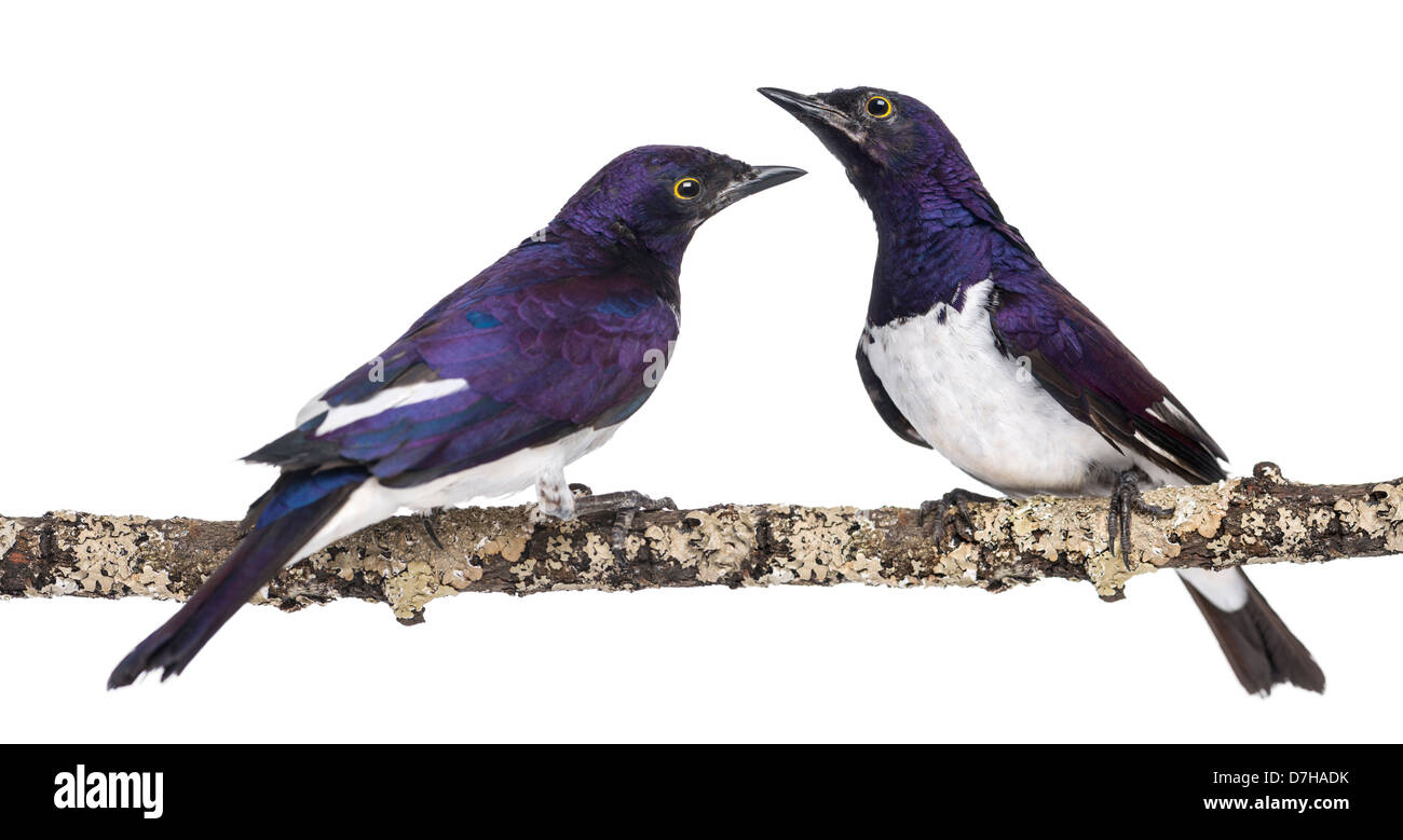 Two Male Violet-backed Starling, Cinnyricinclus leucogaster, perched on a branch in front of a white background Stock Photo